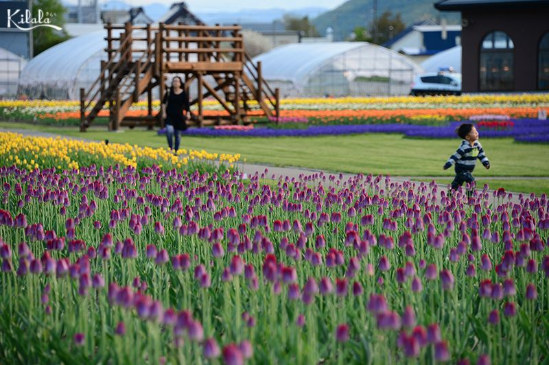 đồng hoa Tulip ở Kamiyubetsu